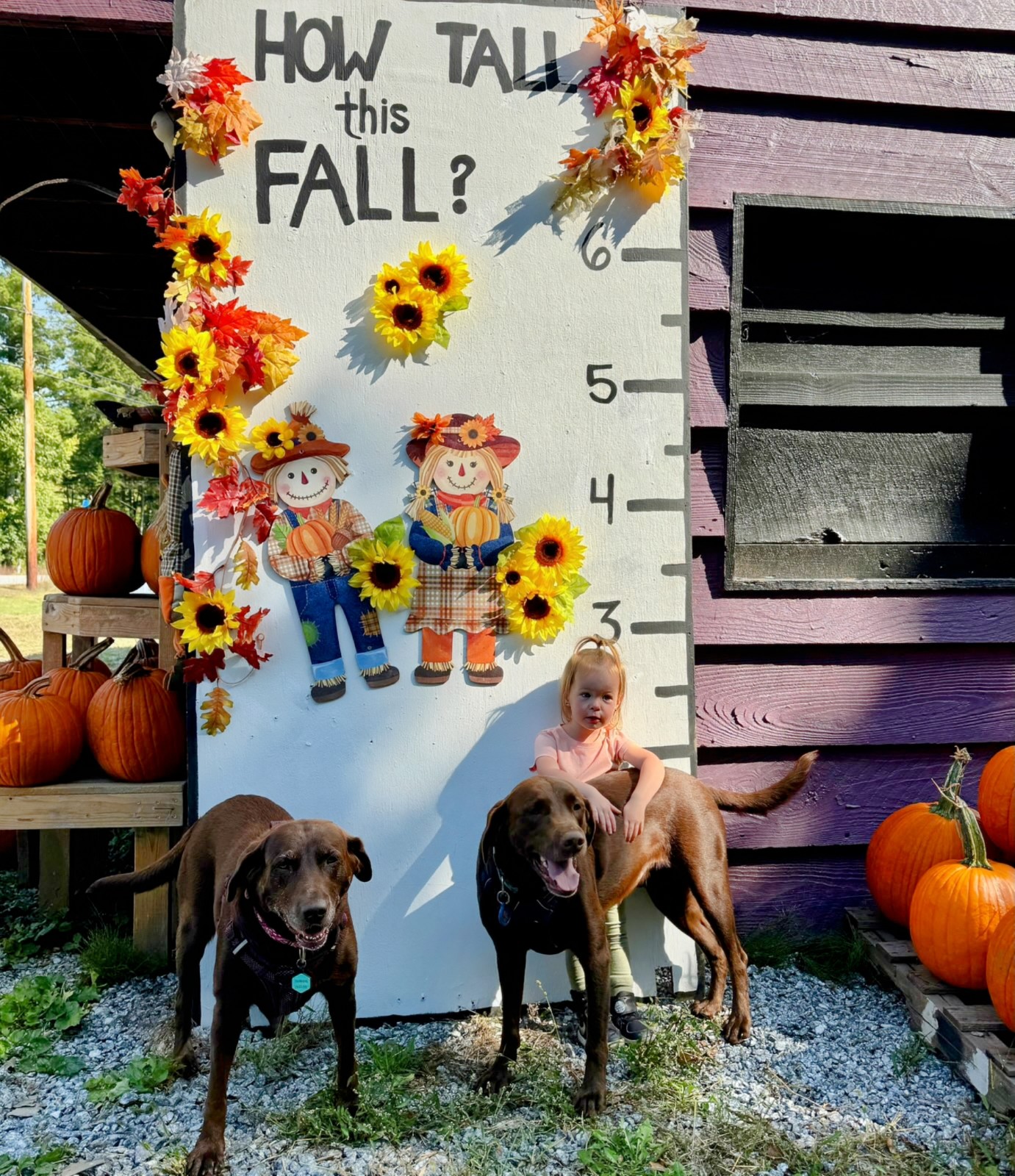 Dog Day in the Maze